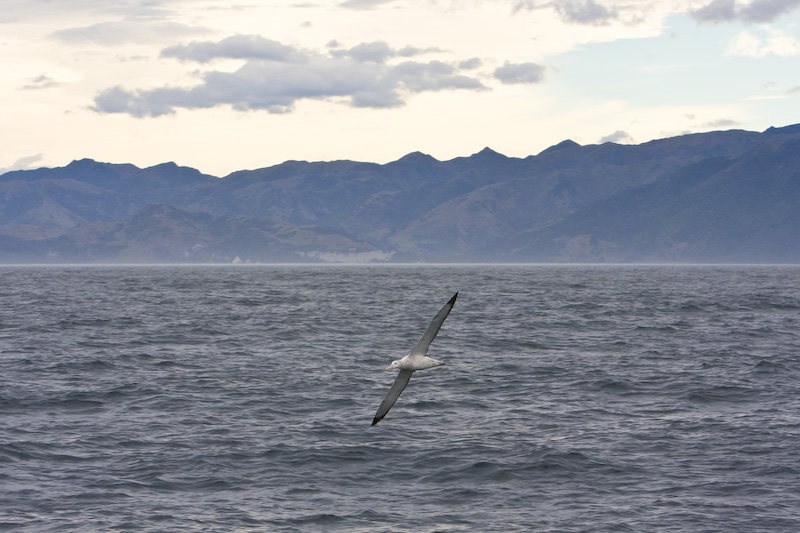 Wandering Albatross In Flight